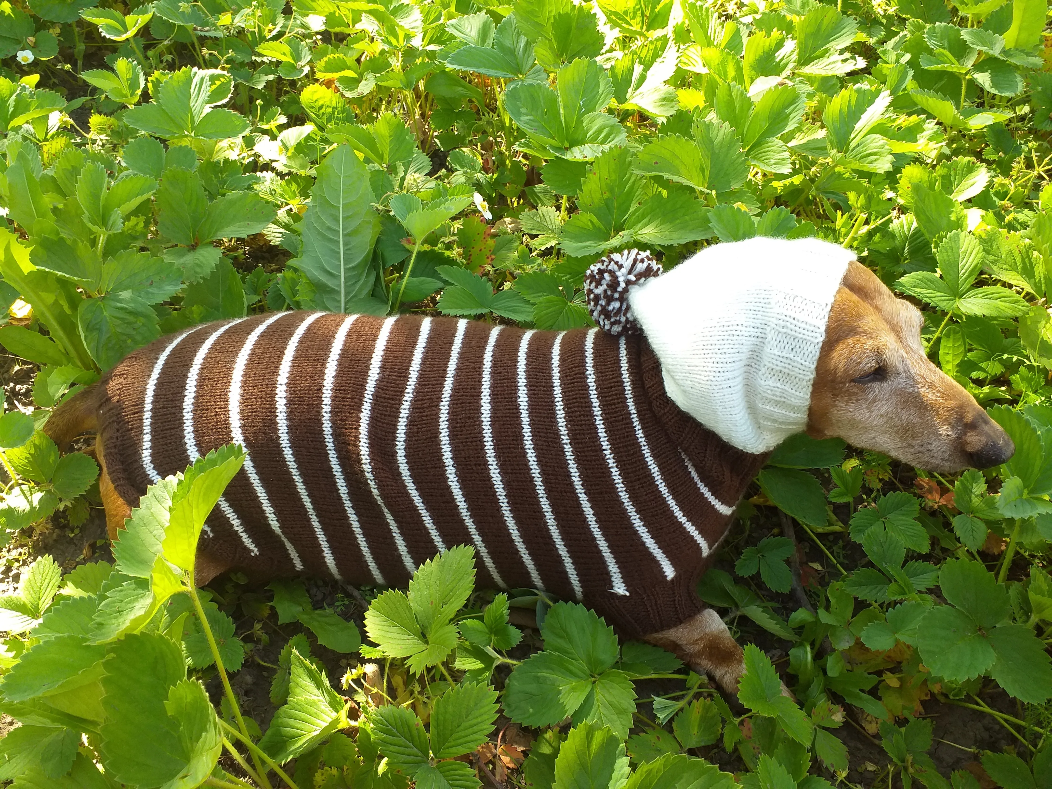 Brown Striped Hoodies for Dogs