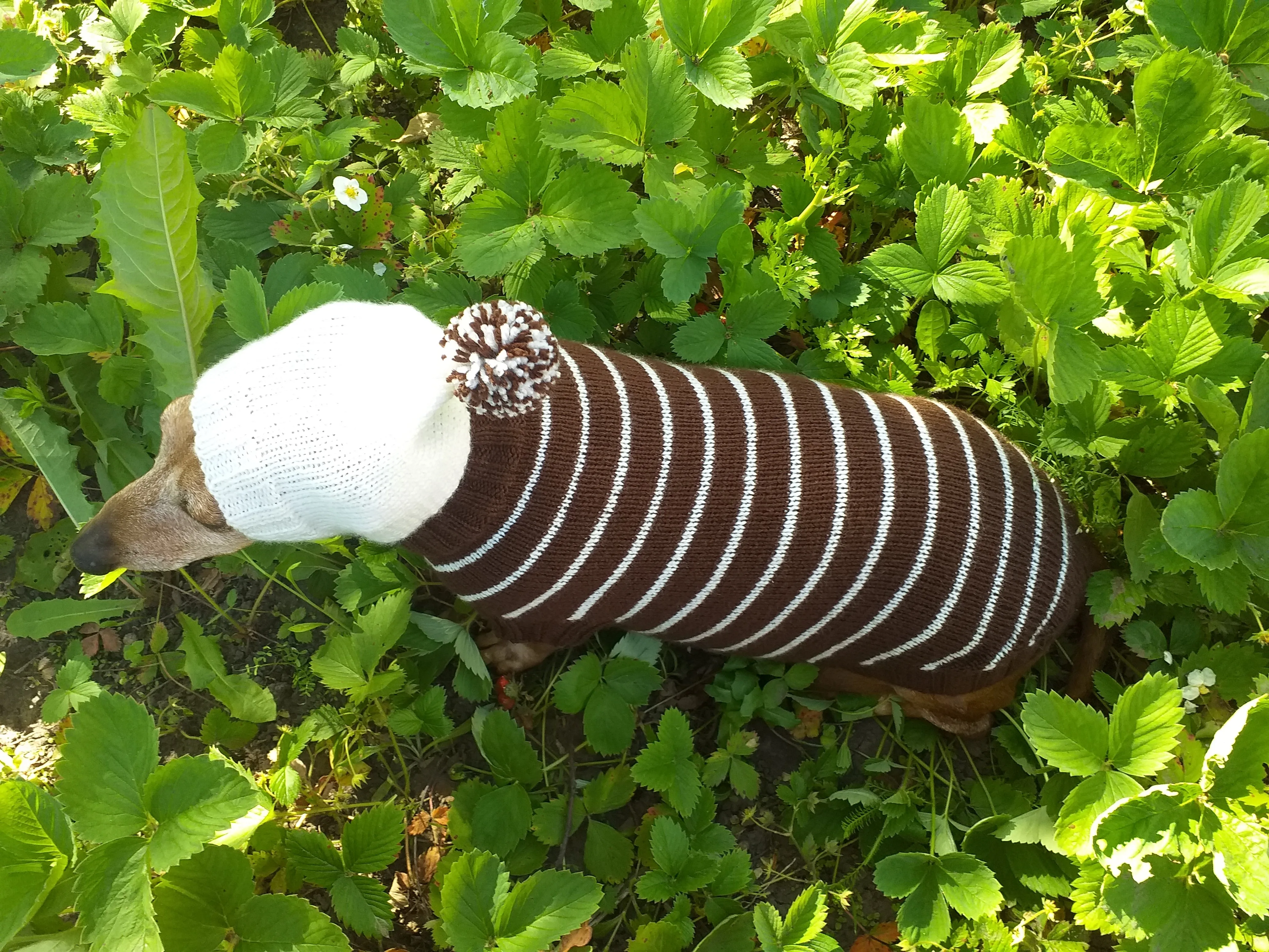 Brown Striped Hoodies for Dogs