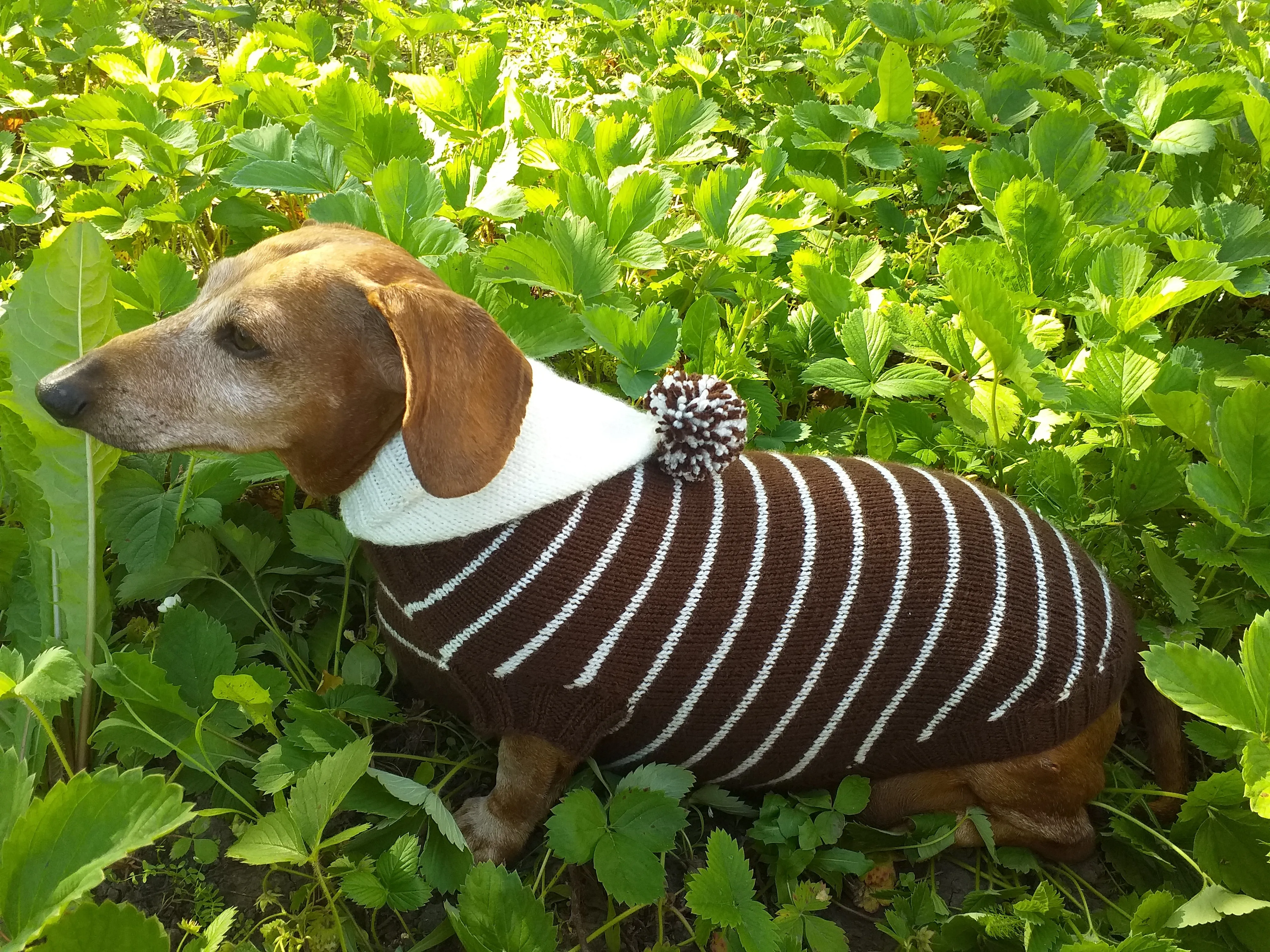 Brown Striped Hoodies for Dogs