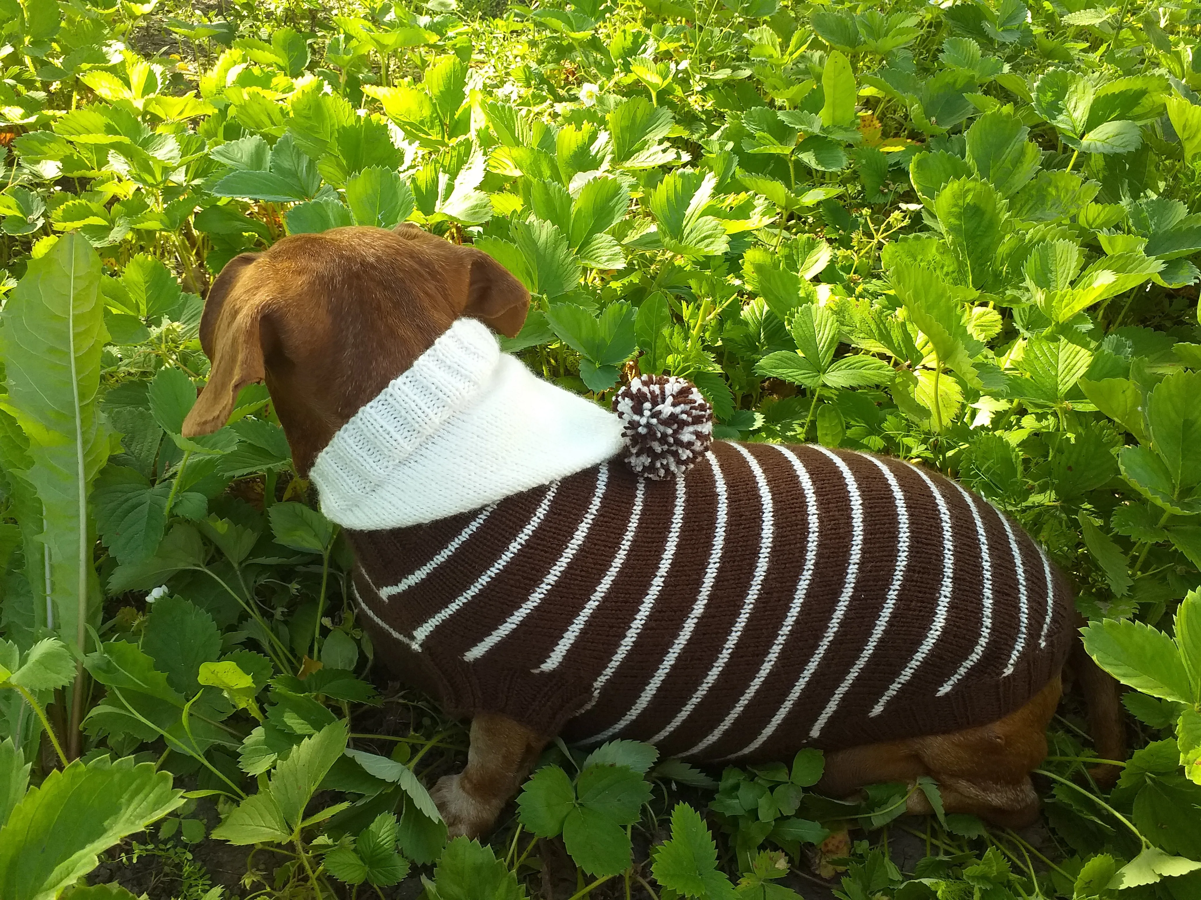 Brown Striped Hoodies for Dogs