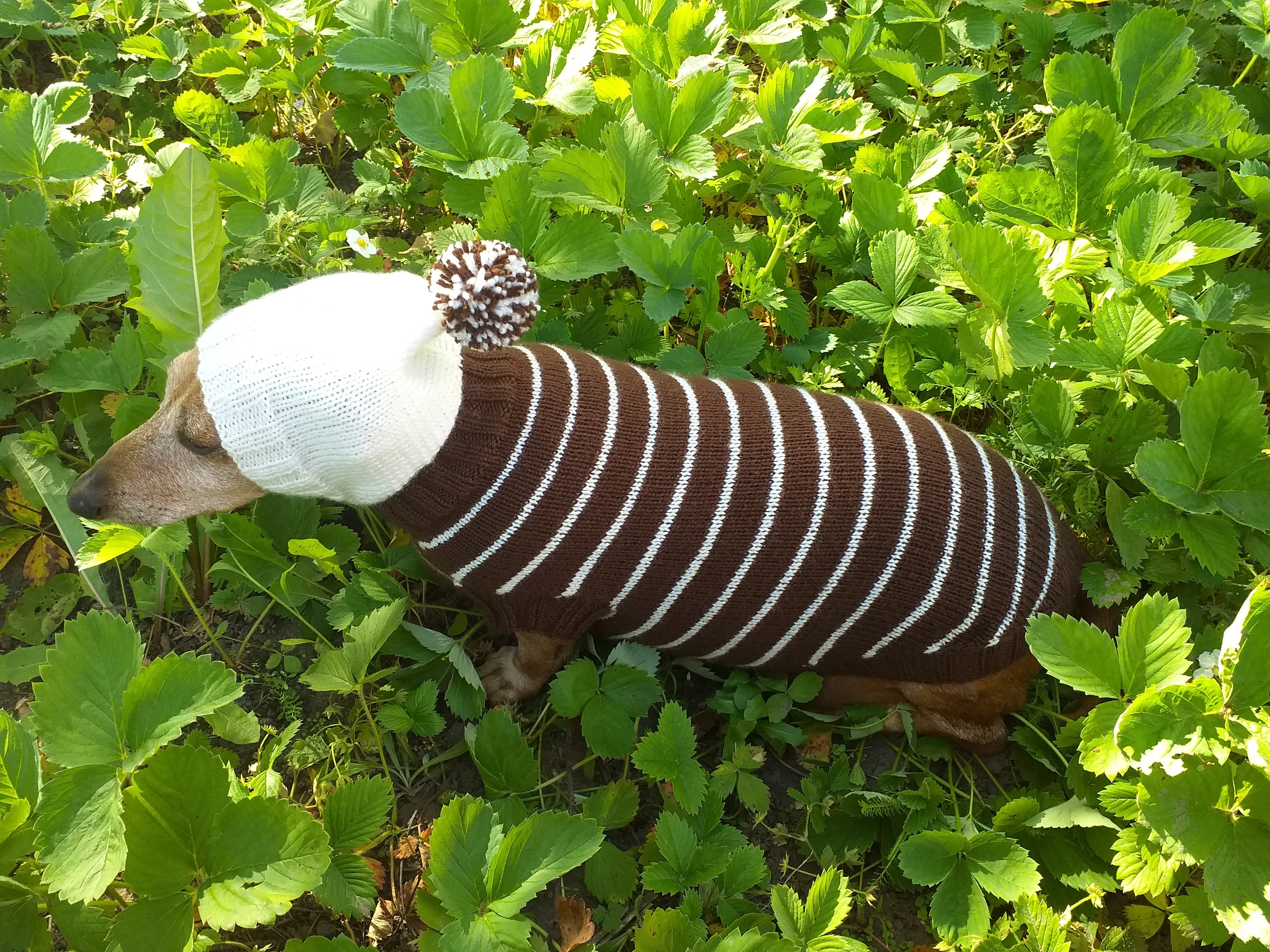 Brown Striped Hoodies for Dogs